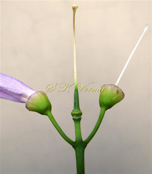  Inflorescence- Cyme